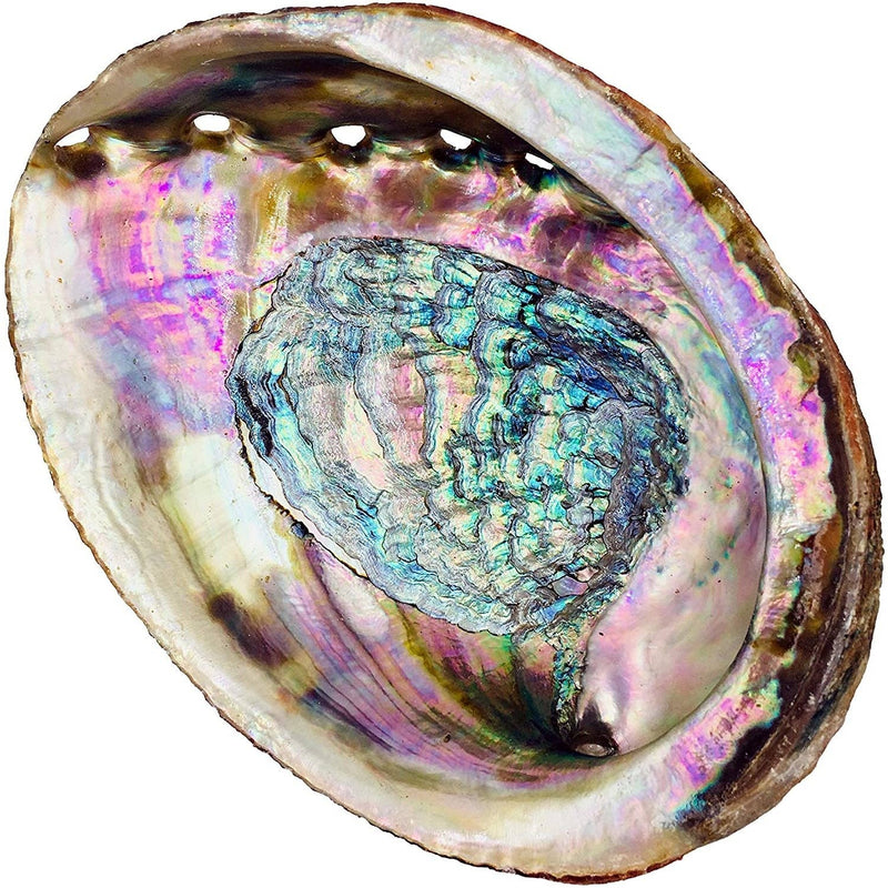 Oily Blends - Abalone Shell